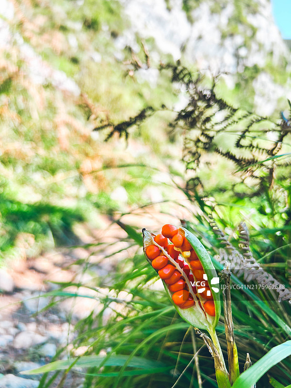 臭鸢尾的果实图片素材