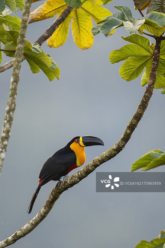 巨嘴鸟图片素材