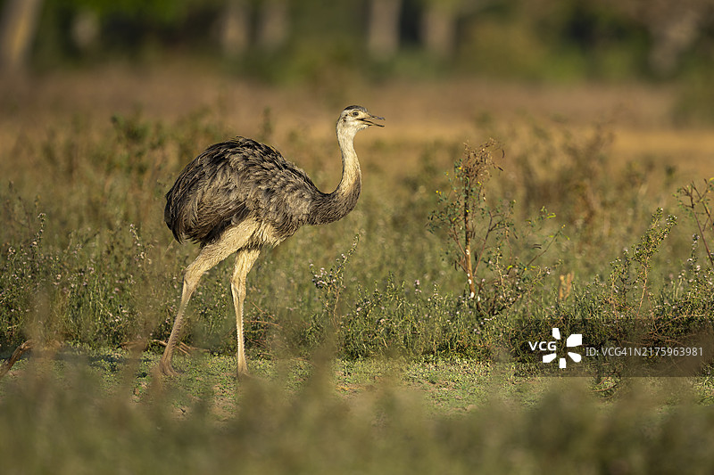 美洲鸵图片素材