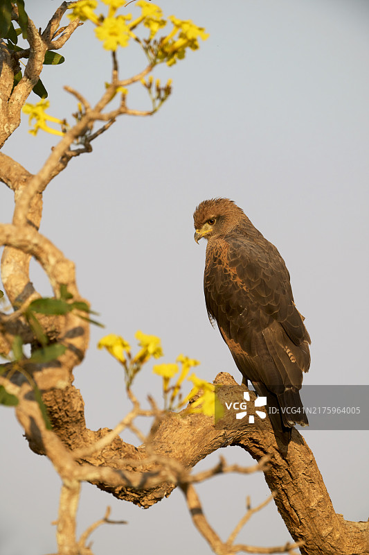 草原鵟图片素材