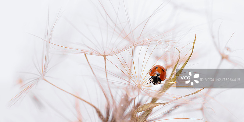 白色背景上蒲公英上的瓢虫图片素材