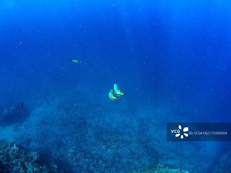 一对美丽的蝙蝠鱼，日本静冈县图片素材