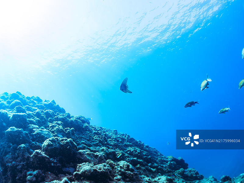 一对美丽的蝙蝠鱼，日本静冈县图片素材