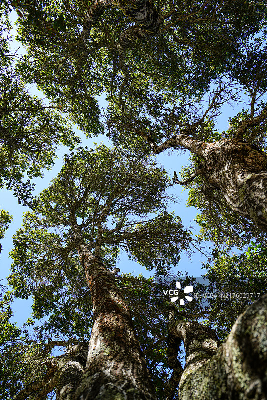 仰望山谷橡树图片素材