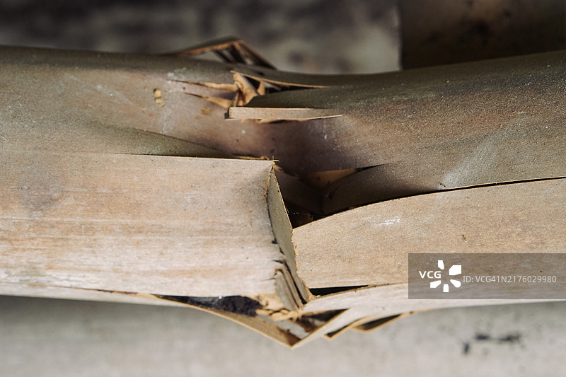 脆弱的竹子特写图片素材