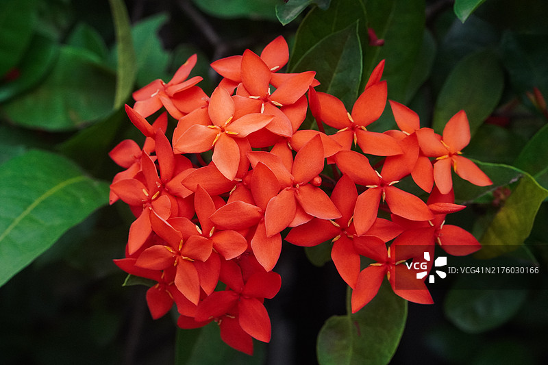 丛林天竺葵图片素材