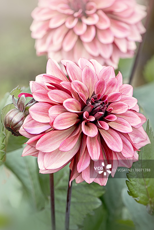 阳光下特写的美丽夏季粉色大丽花图片素材