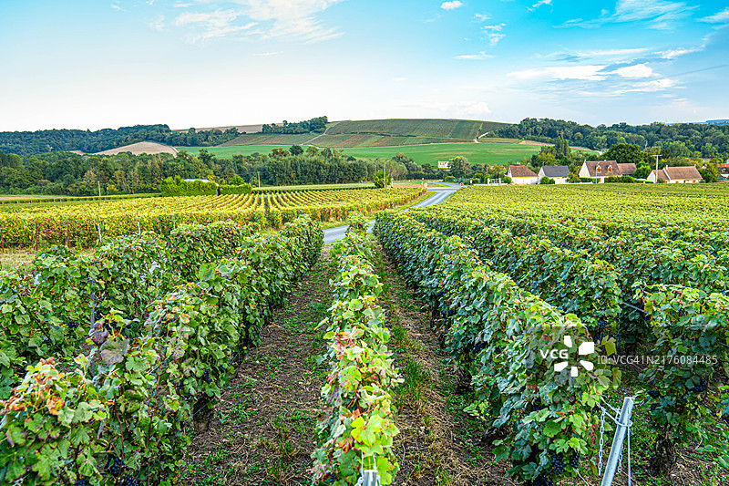 法国香槟产区的葡萄园图片素材