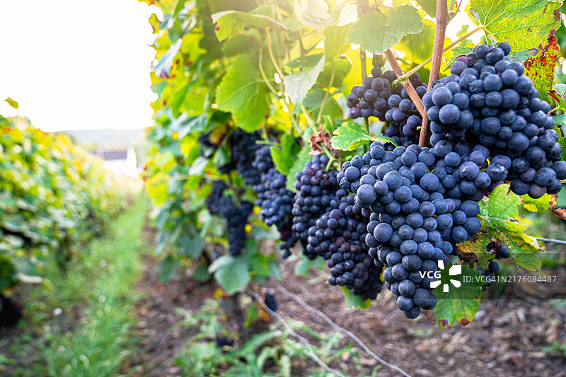 香槟酒庄悬挂着的茂盛葡萄图片素材