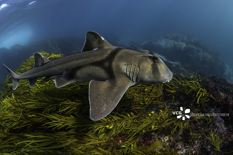 杰克逊港鲨鱼游过海草，新南威尔士州蒙塔古岛图片素材