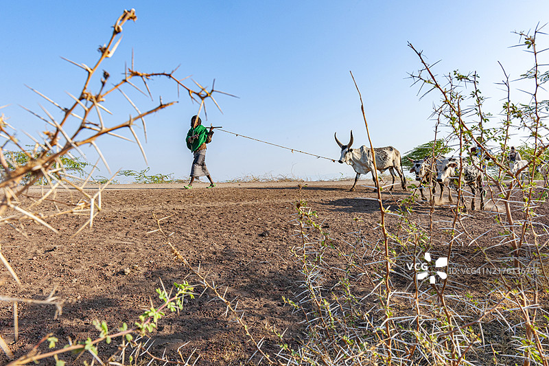 埃塞俄比亚游牧牧羊人与牛群图片素材