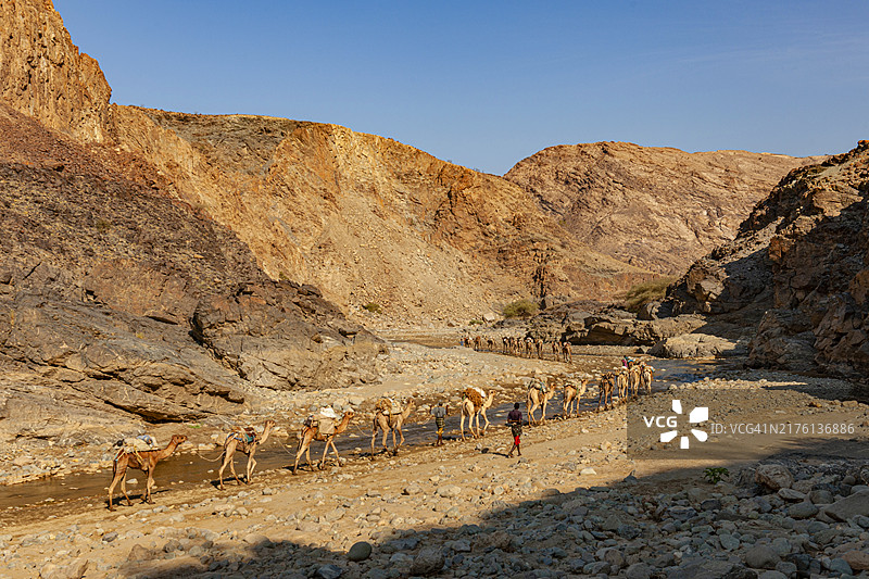 埃塞俄比亚：从哈迈德埃拉到阿萨博莱的骆驼商队运盐图片素材