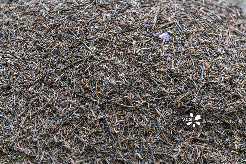 托斯卡纳巨型蚁丘图片素材