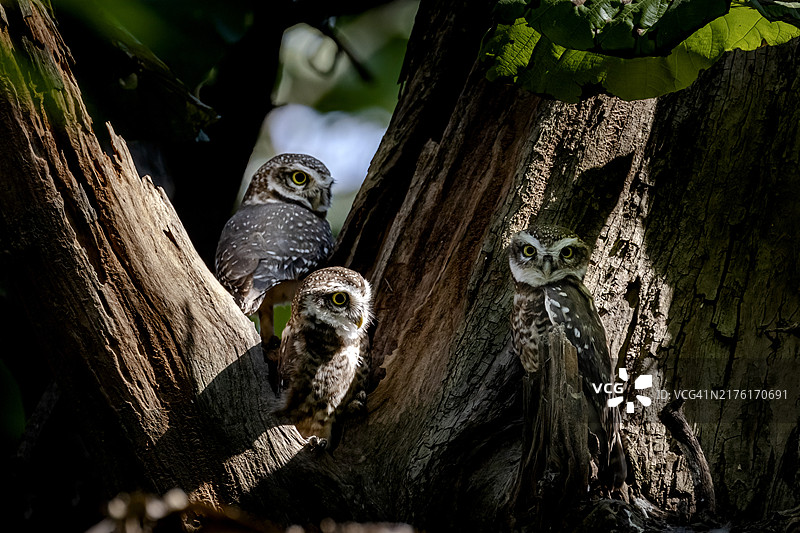 栖息在树上的小猫头鹰特写图片素材