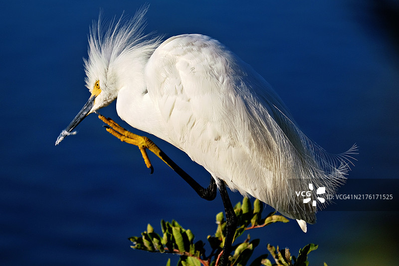 鹭鸟飞越海面的特写，美国加利福尼亚州亨廷顿海滩图片素材