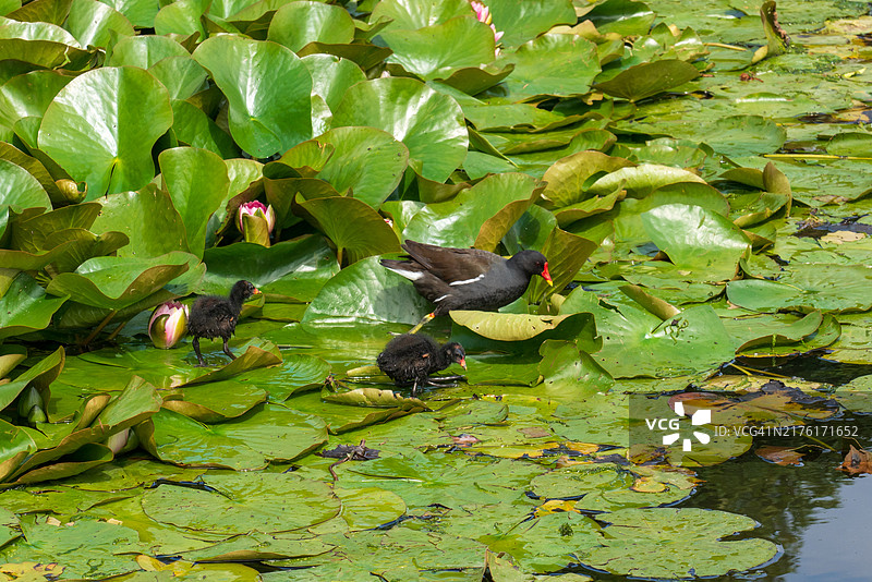 黑水鸡与两只小鸡在睡莲叶上图片素材