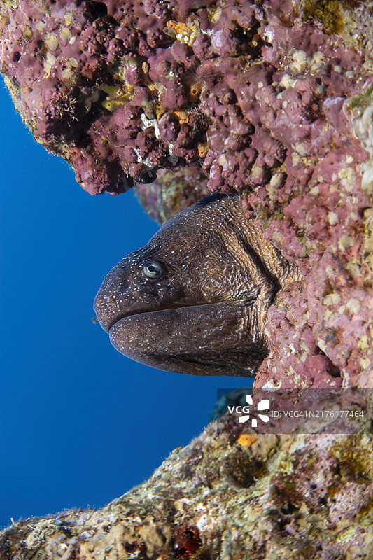 海鳗在水下游泳的特写图片素材