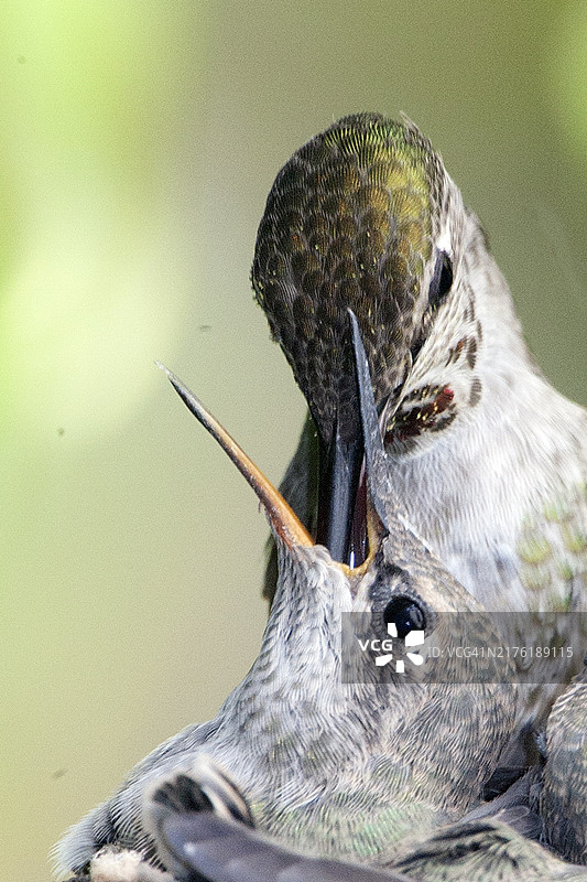 安娜蜂鸟妈妈在巢中喂养幼鸟特写图片素材