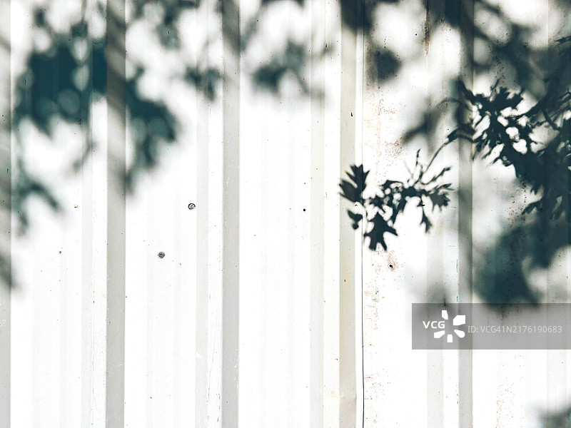 金属板上的树枝阴影图片素材