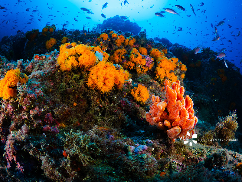 地中海海底景观：海床、海绵、橙色珊瑚与鱼图片素材