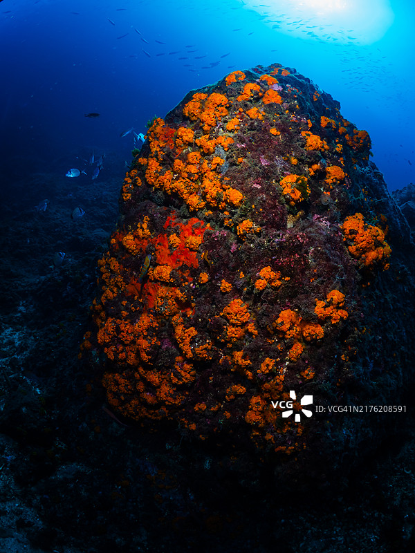 地中海海底景观：海床、海绵、橙色珊瑚与鱼图片素材