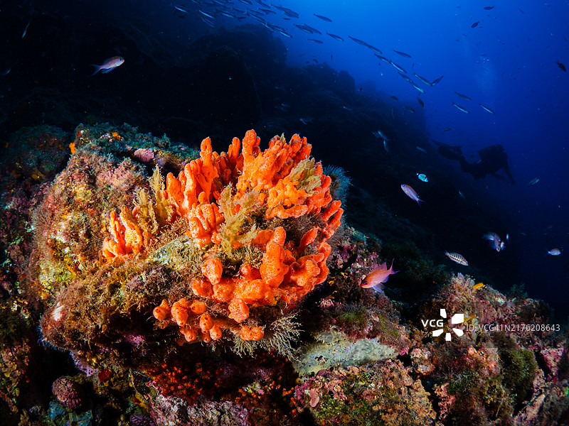 地中海海底景观：海床、海绵、橙色珊瑚与鱼图片素材