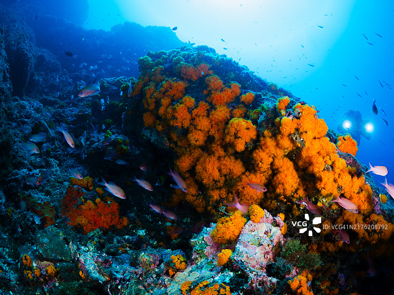 地中海海底景观：海床、海绵、橙色珊瑚与鱼图片素材