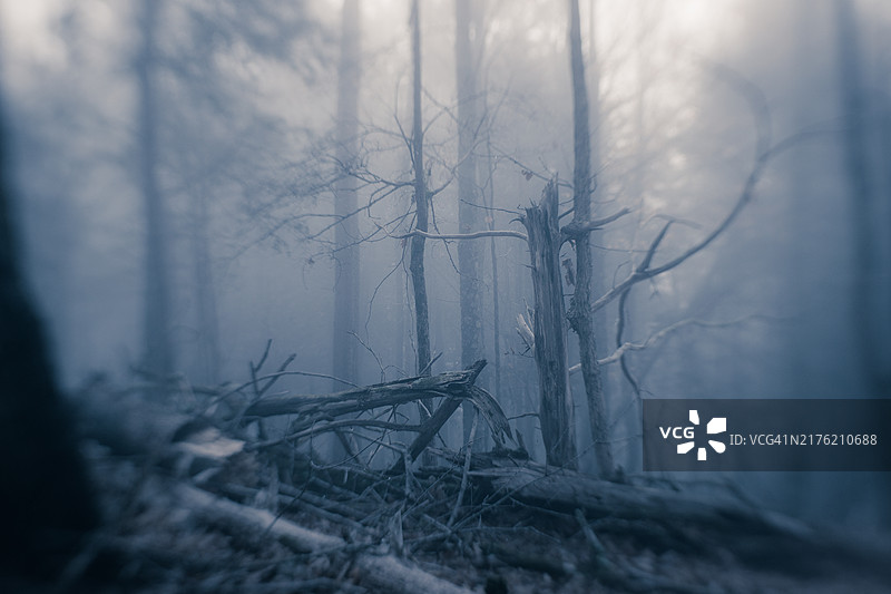 阴森恐怖的黑暗森林图片素材