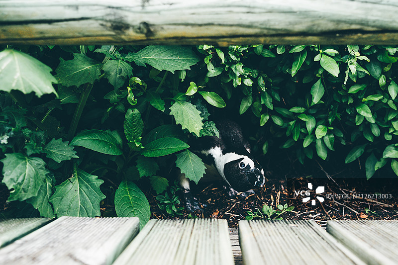 西蒙镇博尔德斯海滩企鹅栖息地灌木丛中探出头看着镜头的企鹅图片素材