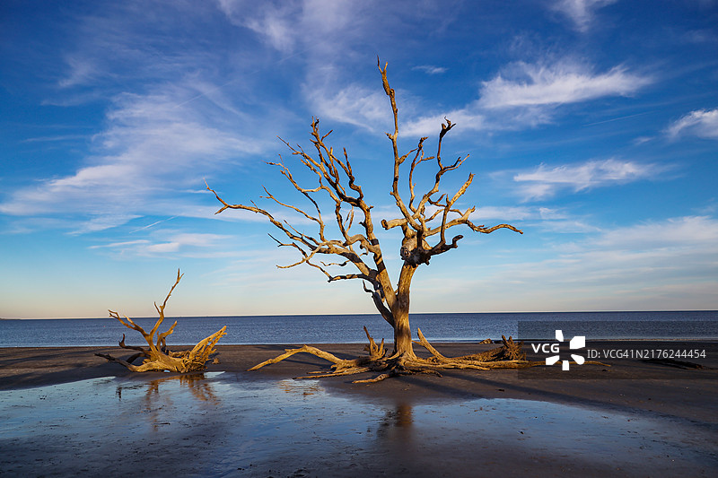 哲基尔岛的漂木海滩图片素材