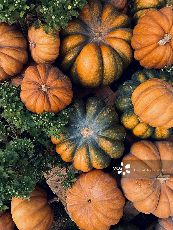 秋季南瓜丰收背景俯视图图片素材