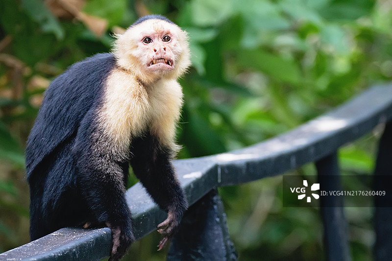 无忧无虑的白面卷尾猴图片素材