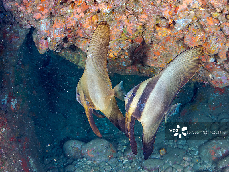 一对美丽而神秘的长鳍蝙蝠鱼，摄于日本静冈县伊豆半岛南伊豆中木平滨海滩，2024年8月图片素材