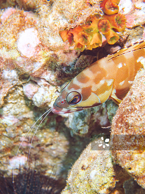 大型黑边石斑鱼与龙虾，日本伊豆半岛海滩图片素材