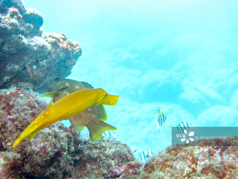 合作狩猎：大彩绘烟嘴鱼、喇叭鱼和黑鳍石斑鱼图片素材