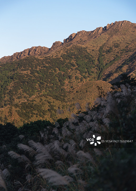 从九份俯瞰金瓜石地区，秋季的茶壶山（无耳茶壶山）上盛开着芒草花图片素材