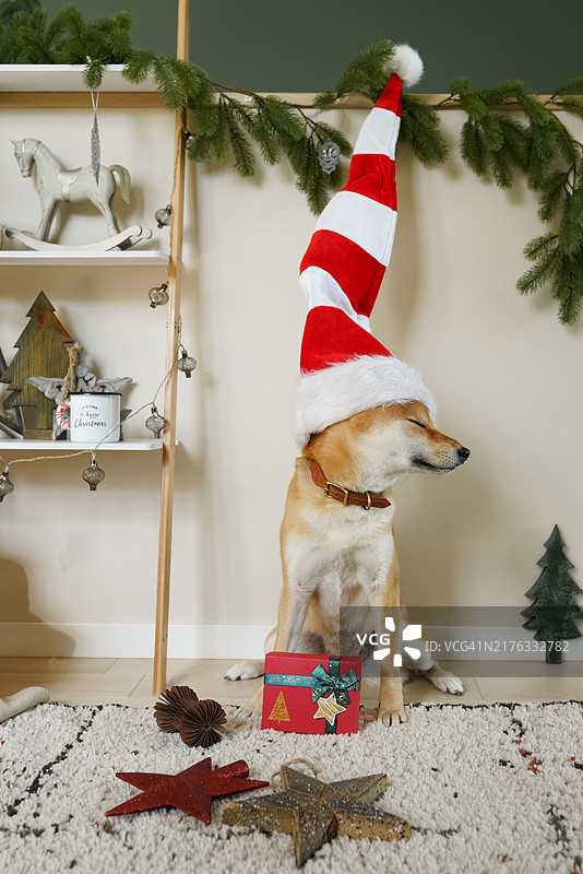 戴圣诞帽的趣味姜黄色小狗祝您圣诞快乐图片素材