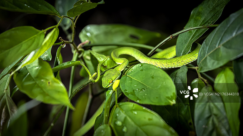 白唇竹叶青蛇图片素材