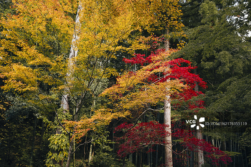 秋季风景图片素材