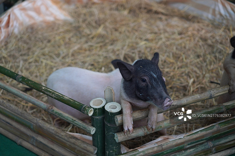 猪图片素材