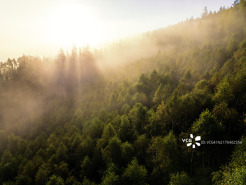 雾气笼罩下的图林根森林图片素材