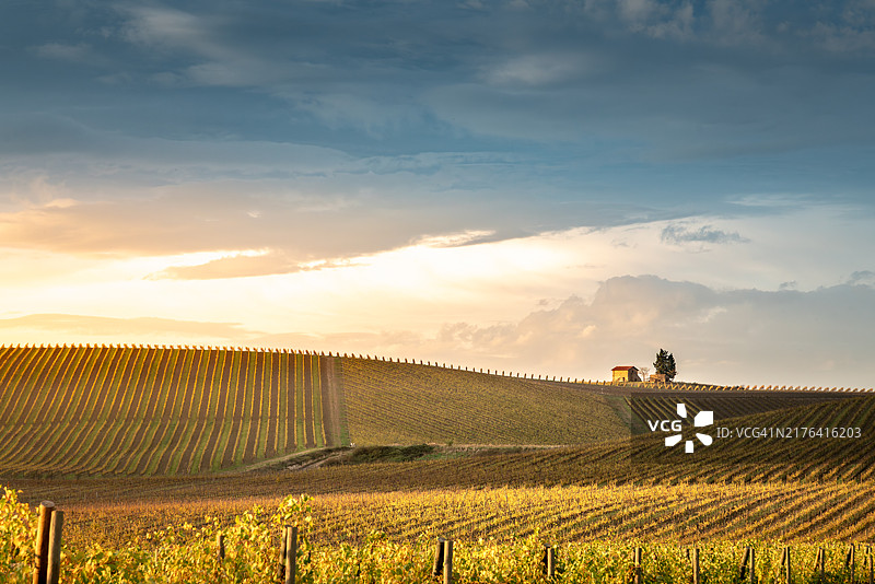 秋季的基安蒂葡萄园图片素材