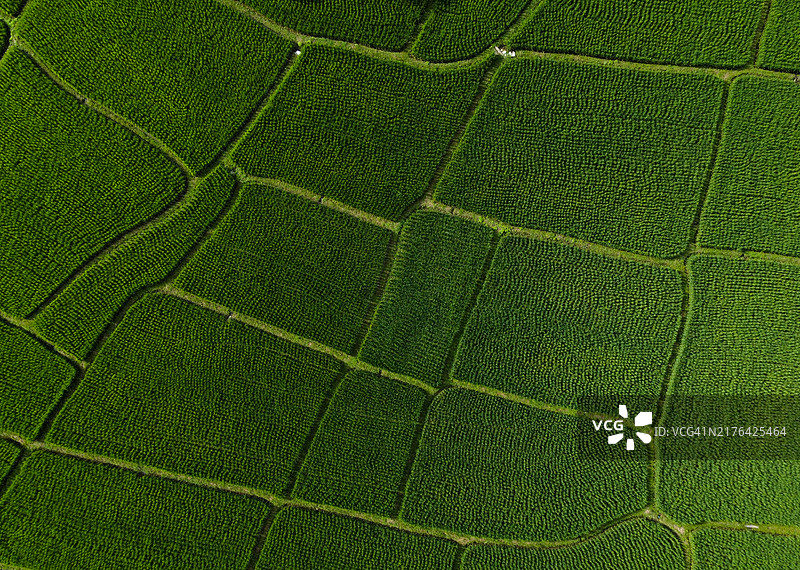 稻田的航拍景色图片素材