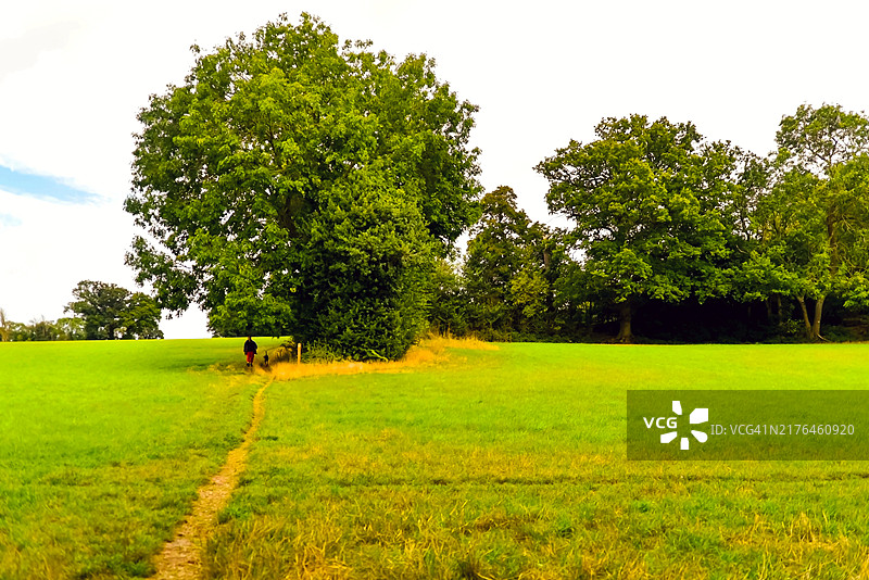 英国赫特福德郡瑞克mansworth的秋季橡树田园风光图片素材