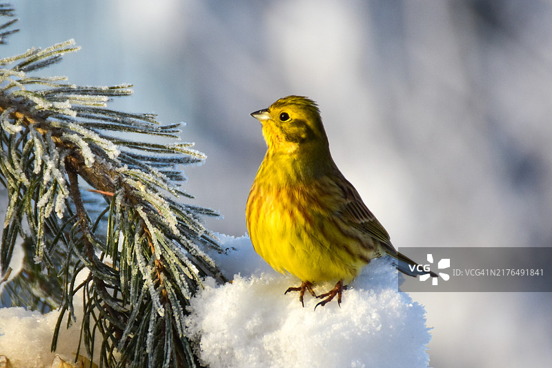 雪地松枝旁栖息的黄鹀图片素材