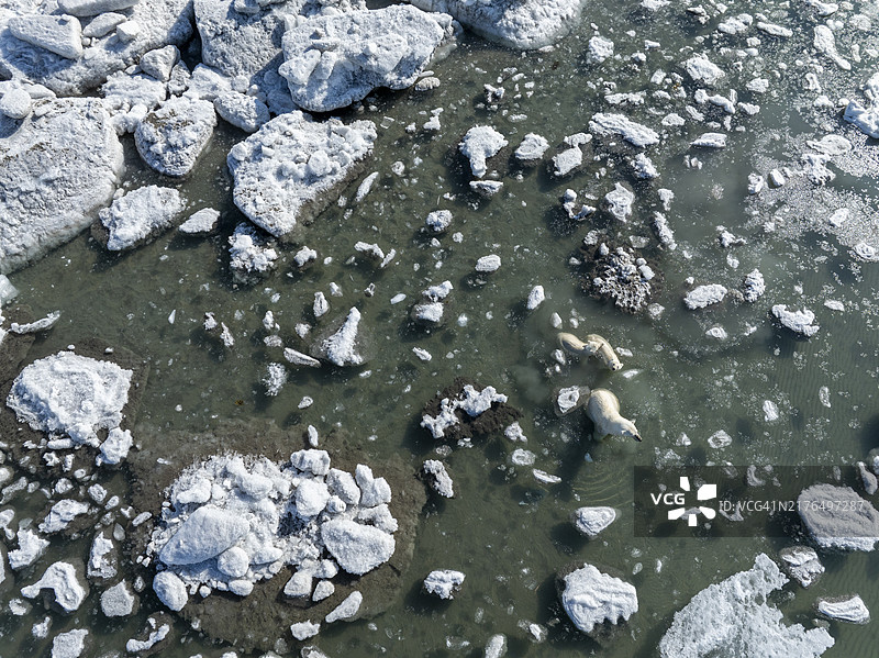 加拿大努纳武特地区拜洛特岛北极熊母子鸟瞰图图片素材