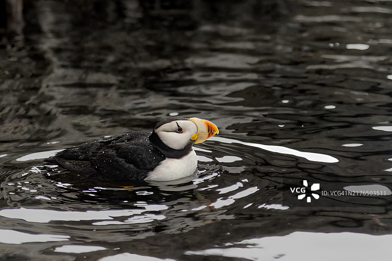 角海鹦游泳图片素材