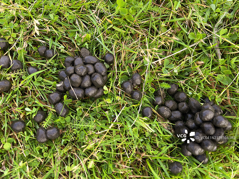 草地上羊粪的特写图片素材