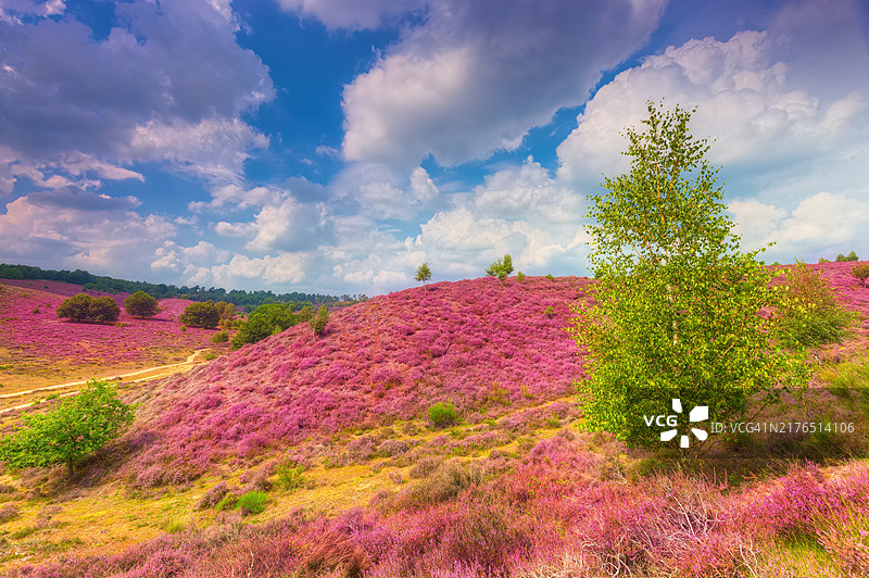 Rheden 和 Arnhem 附近 Herikhuizerveld (Posbank) 上盛开的石楠花图片素材