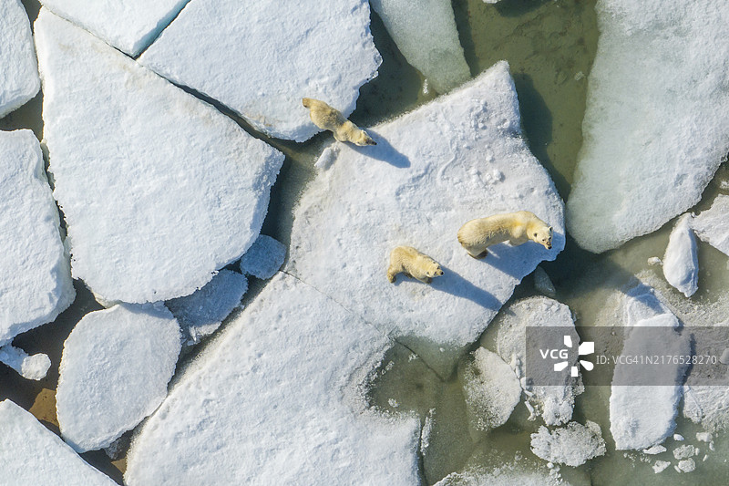 加拿大努纳武特地区拜洛特岛北极熊母子鸟瞰图图片素材